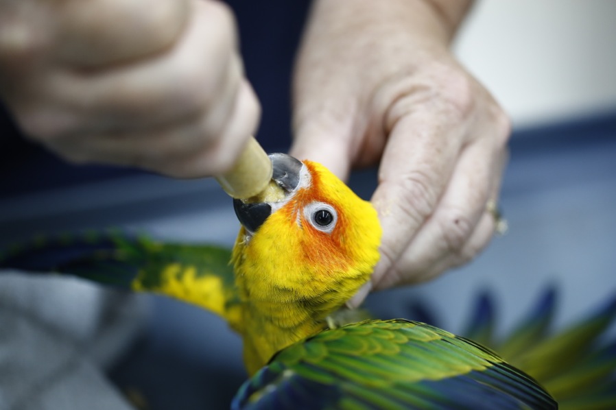 Conures Hand Fed