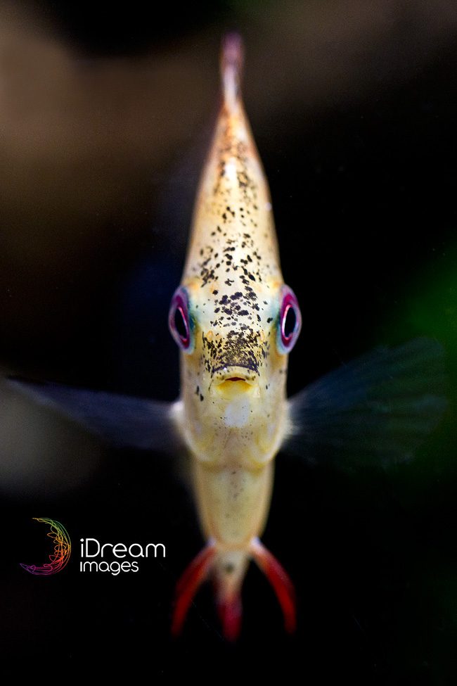 Photos of Discus fish Fish Photography