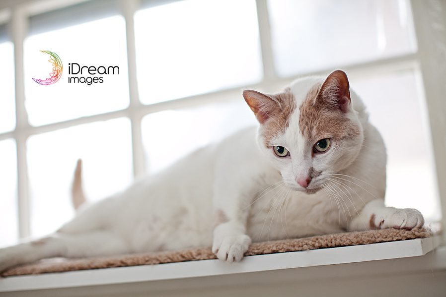 Cat and dog photography