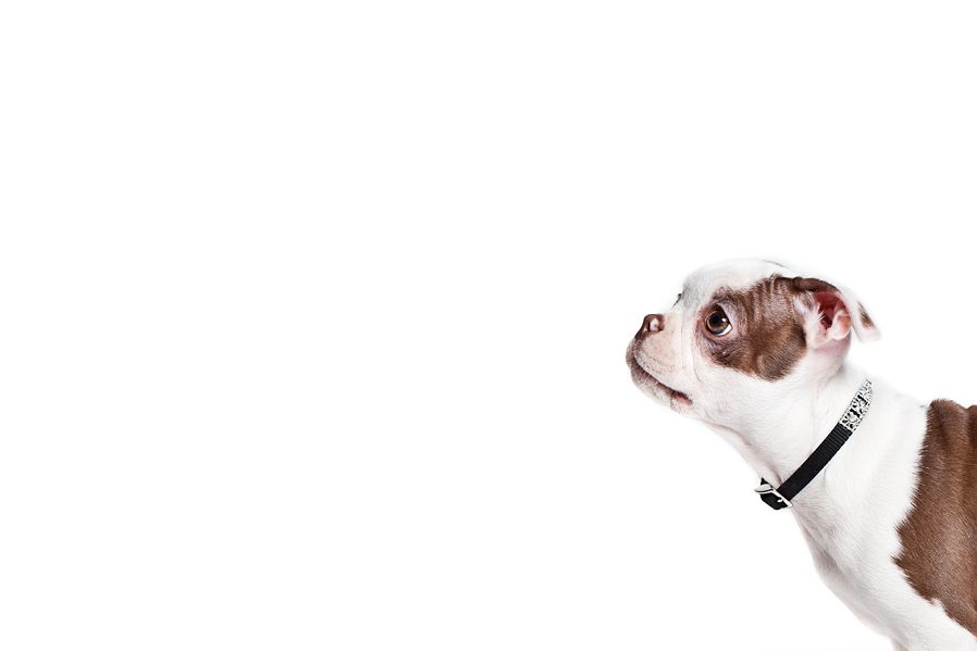 Pet Photography Chillicothe Ohio Boston Terrier Pet Phortrait