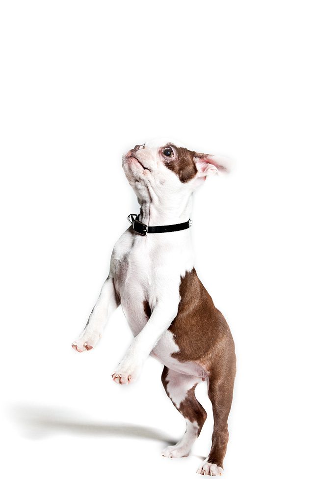 Columbus Ohio Pet Photographers Lifestyle Pet Photography