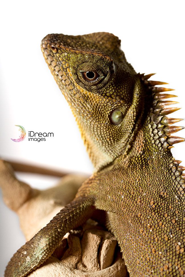 Pet Portrait Photography Petland Chillicothe