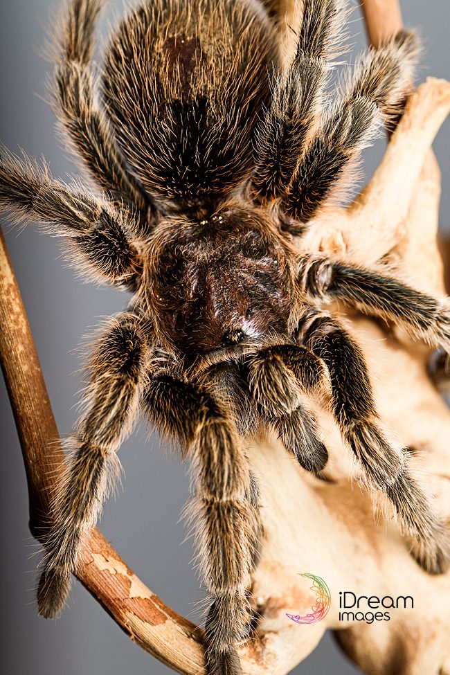 Best Ohio Pet Photographers Petland Spiders