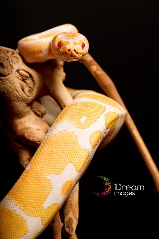 Snake Photographs Photography of snakes