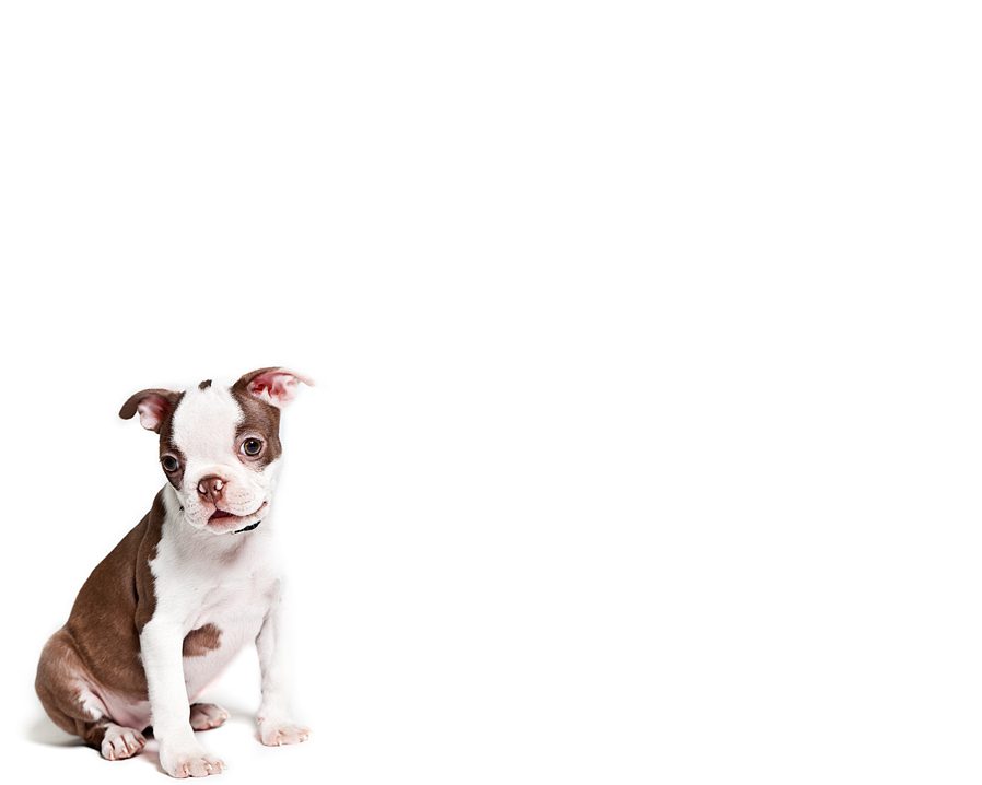 Dog Photography Ohio Slate Boston Terrier Puppy