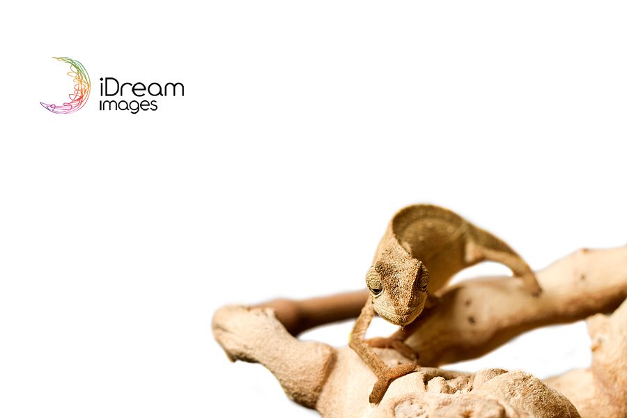 Pets Photography Ohio Chamelon Photo