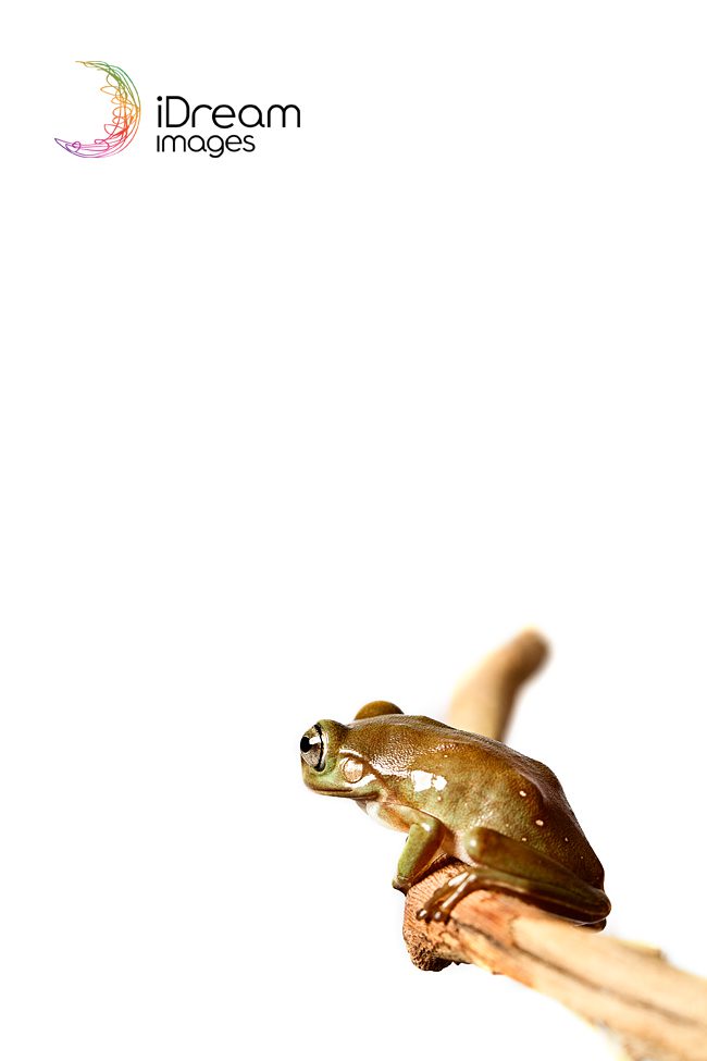 Columbos Ohio Pet Portraits Tree Frog Portrait
