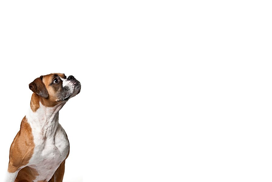 Top Pet Photographer Columbus