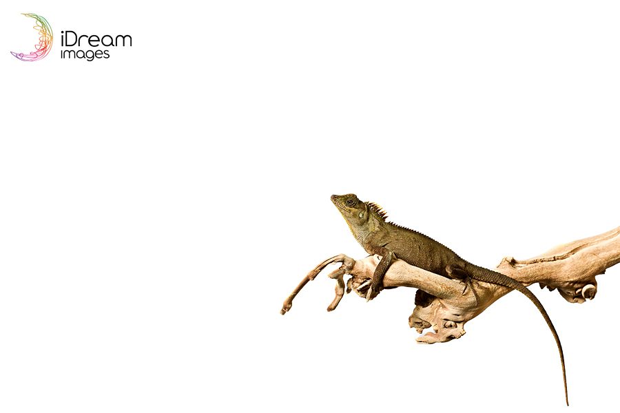 Unique Pet Photography Petland Lizards