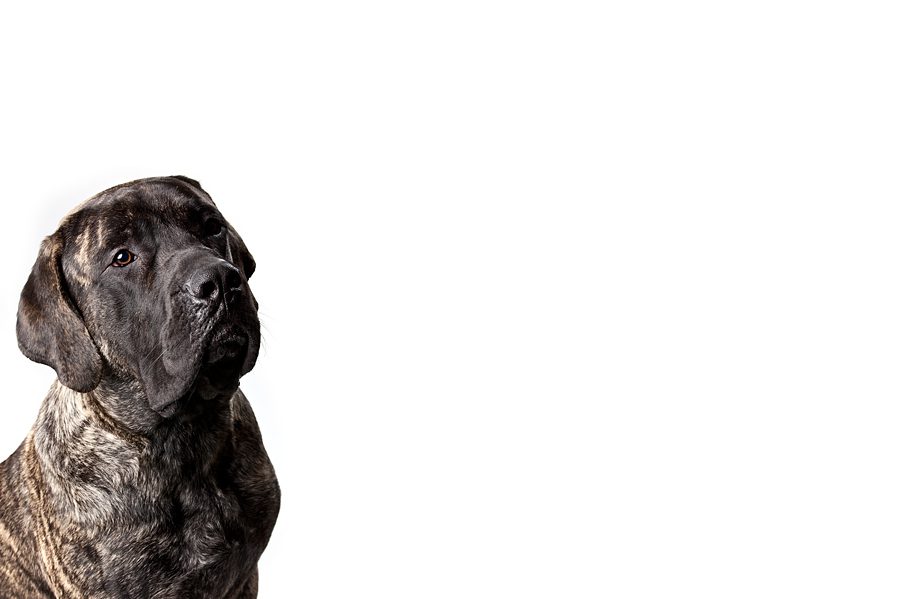 Dog & Cat Photography Brindle English Mastiff