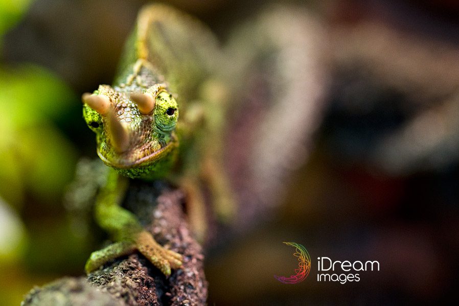 jackson chameleon Photos