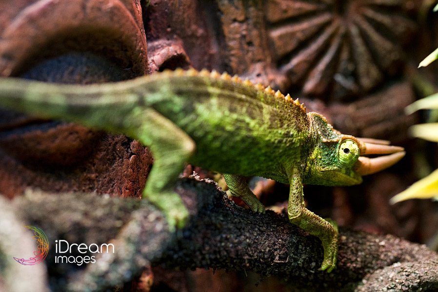 jackson chameleons