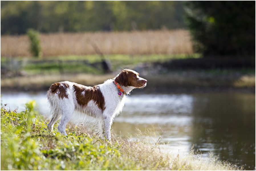 Chillicothe Ohio Pet Photographer