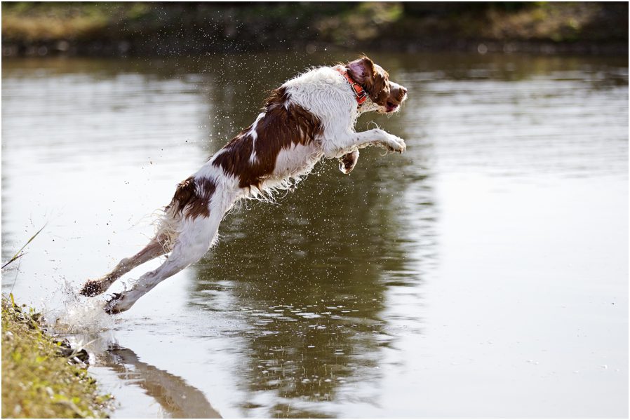 Chillicothe Ohio Dog Photographer