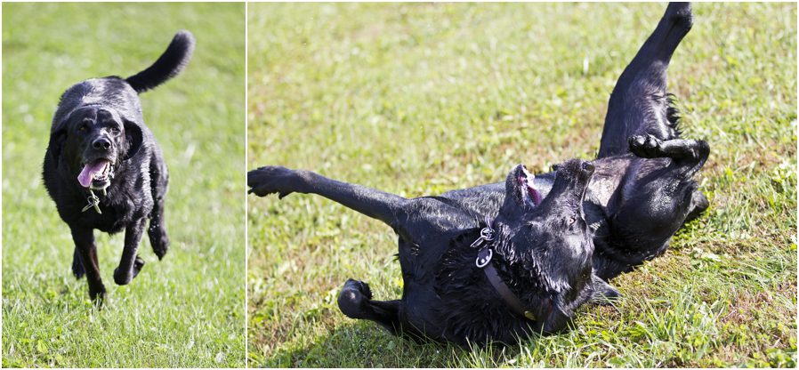 Chillicothe Ohio Pet Photographers