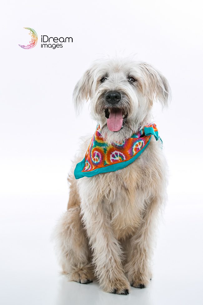 Chillicothe Ohio Pet Photographers Chillicothe Ohio Pet Photographers