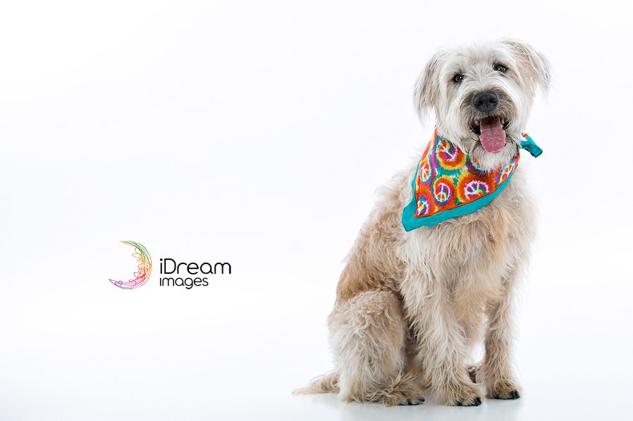 Chillicothe Ohio Pet Photographer Chillicothe Ohio Pet Photographer